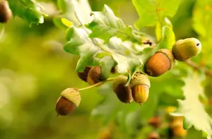 oaks-or-acorns