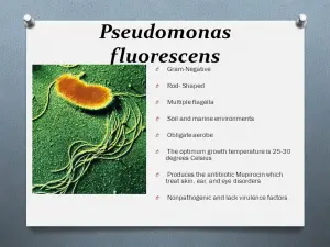 pseudomonas-fluorescens